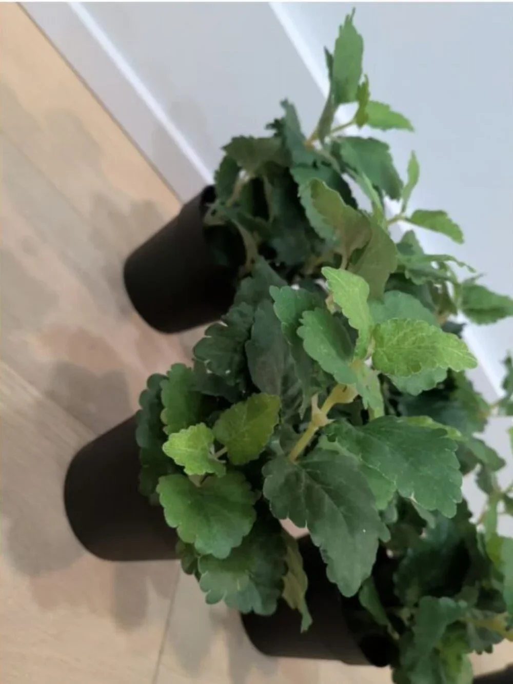 SET LOT OF 4 IKEA FEJKA Artificial Faux Fake Potted Plants Herb 302.341.68